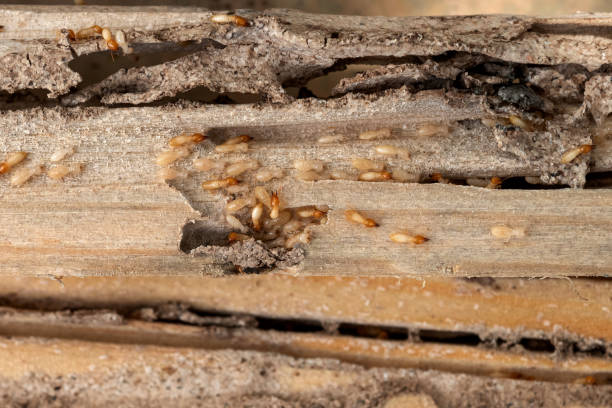 Best Ant Control Services  in Kentwood, MI
